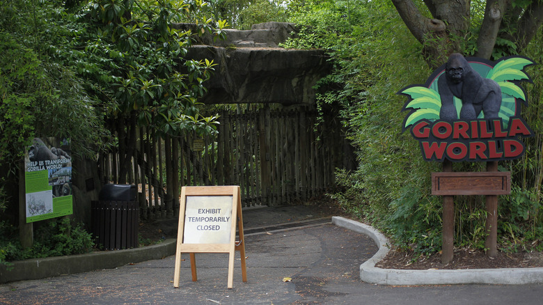 Cincinnati Zoo's gorilla exhibit