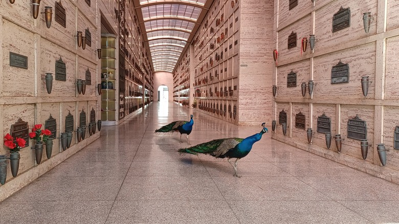 Hollywood Forever Cemetery peacocks in mausoleum