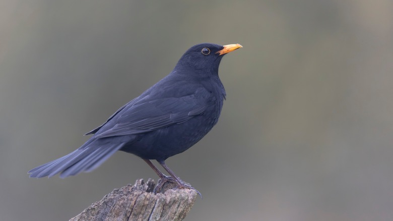 A blackbird