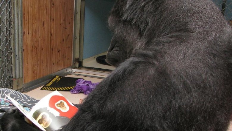 koko gorilla
