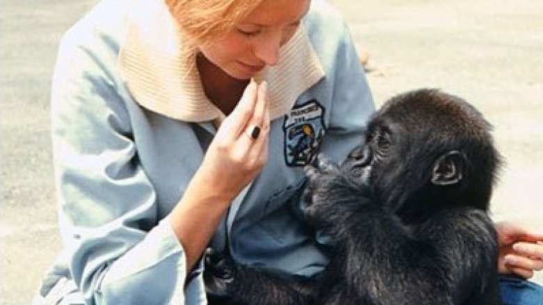 koko gorilla
