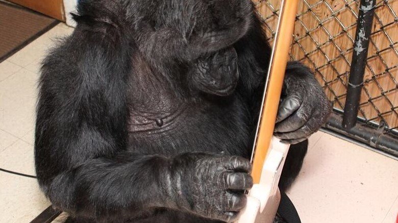koko gorilla