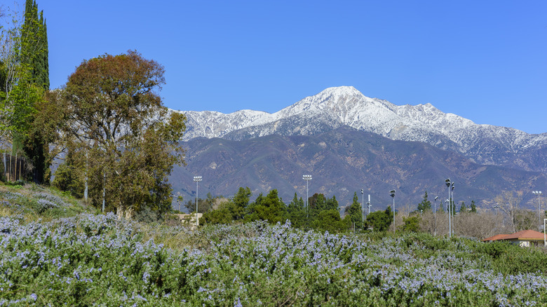 Mount Baldy