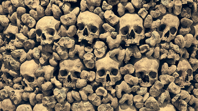 human bones