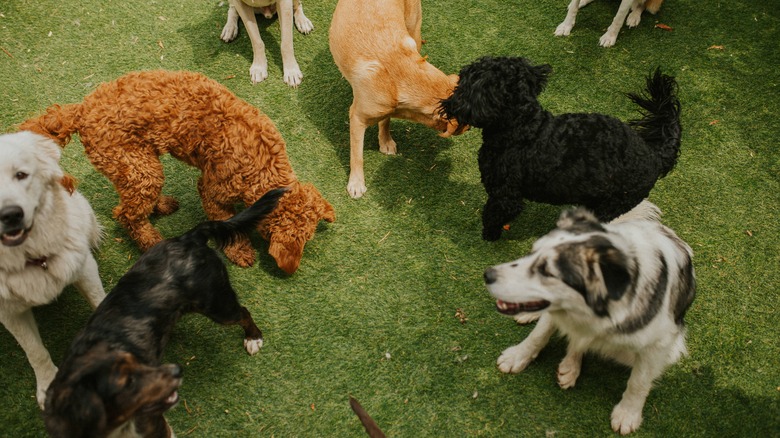 Group of dogs on grass