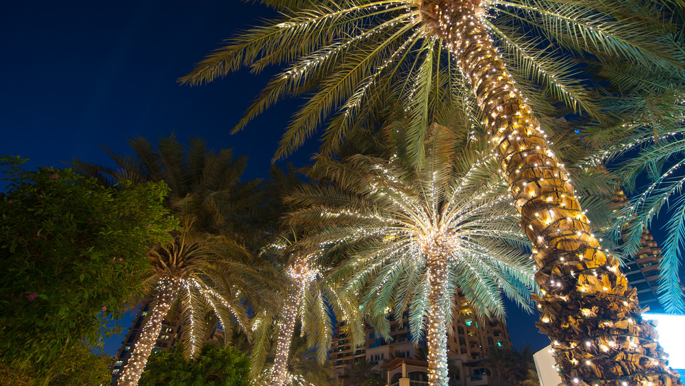 Palm trees with Christmas lights