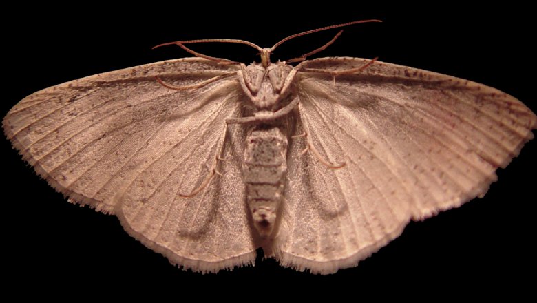 huge moth