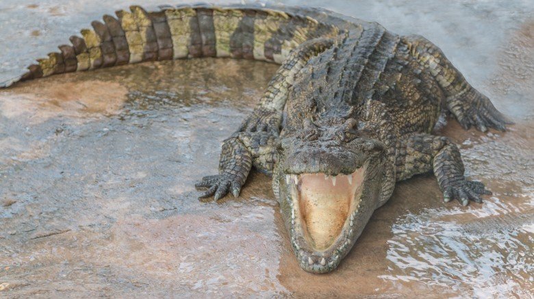alligator