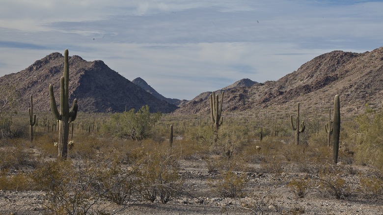 Sonoran Desert in Arizona