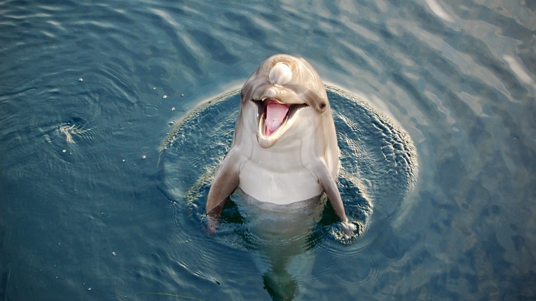 dolphin