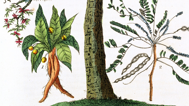 mandrake plant