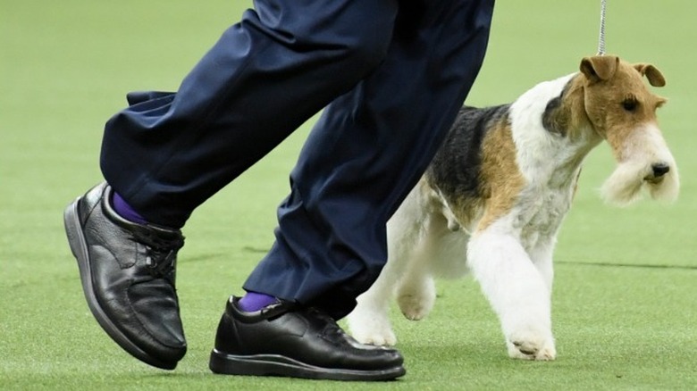 Pedigree dog