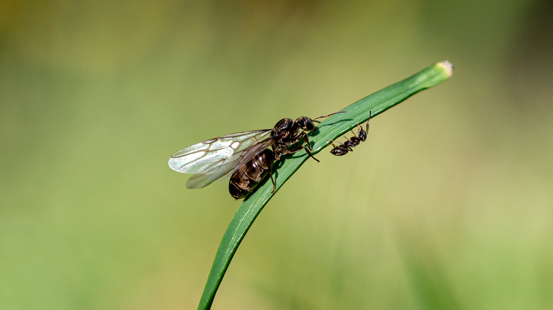 Ant prince
