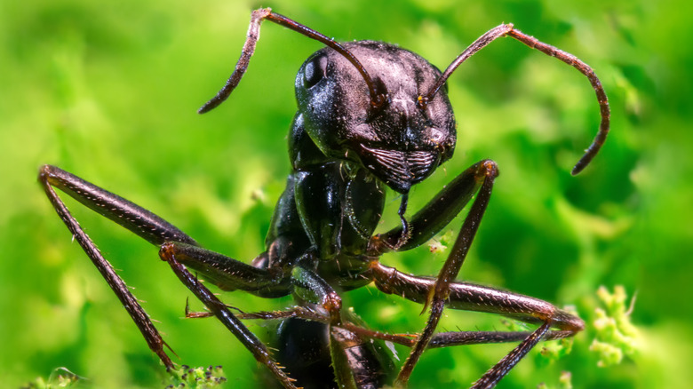 Queen ant