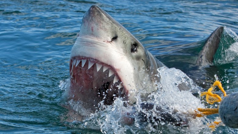 great white shark surfacing menacingly 