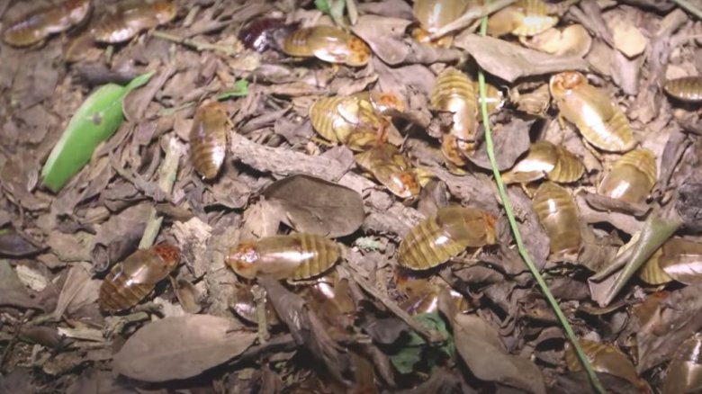 Snake Island cockroaches