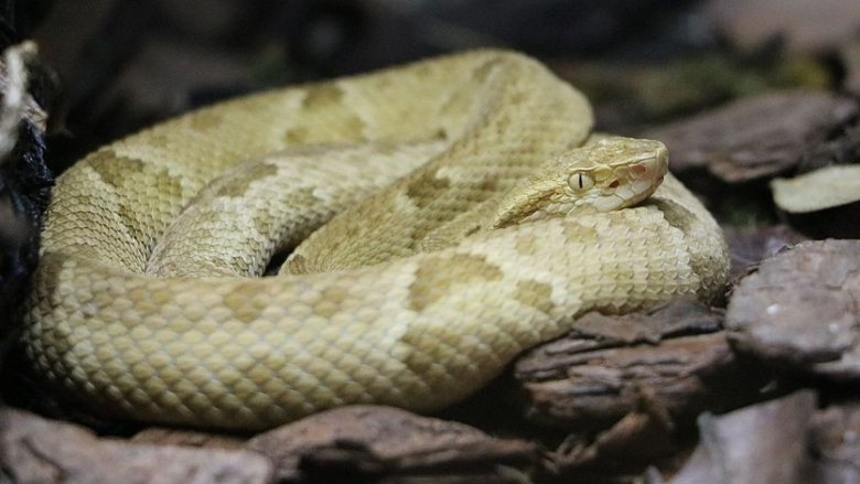 Golden lancehead