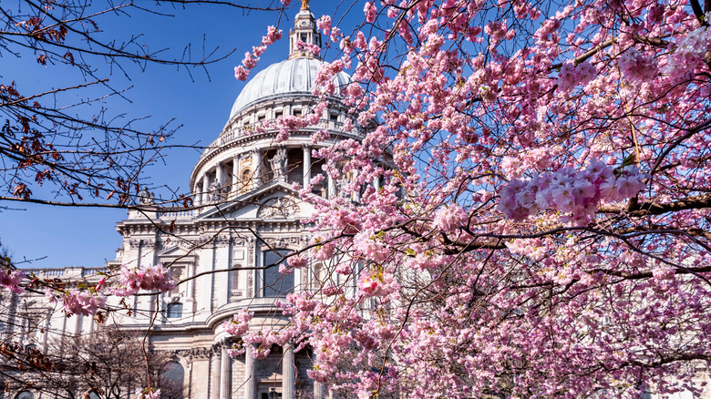 st paul's cathedral cherry blossoms