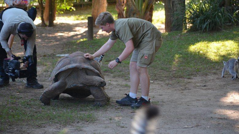 Robert Irwin petting tortoise 