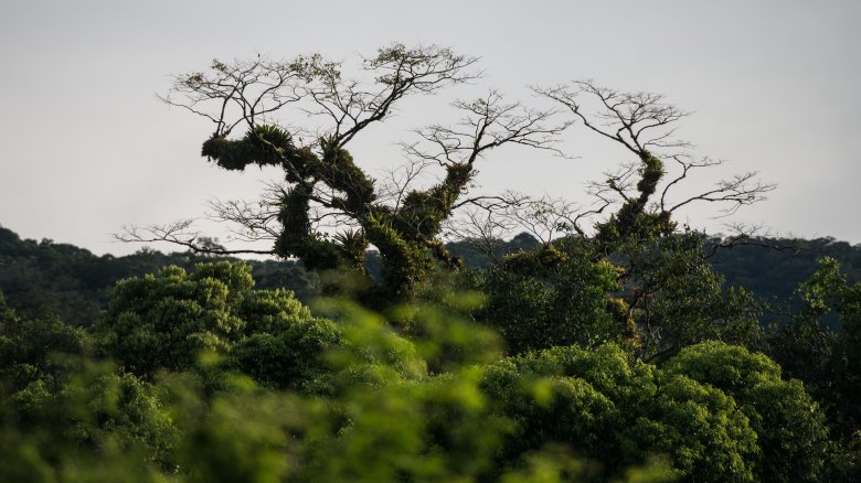 rain forest