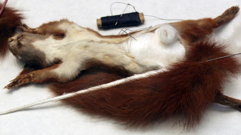 Taxidermy of a squirrel