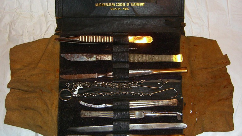 Teddy Roosevelt taxidermy kit