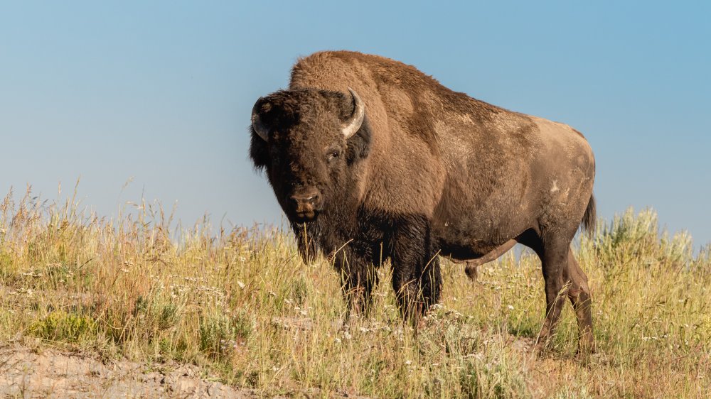 Buffalo Soldier