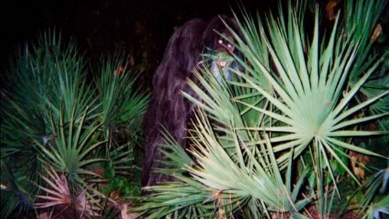 The Untold Truth Of The Florida Skunk Ape
