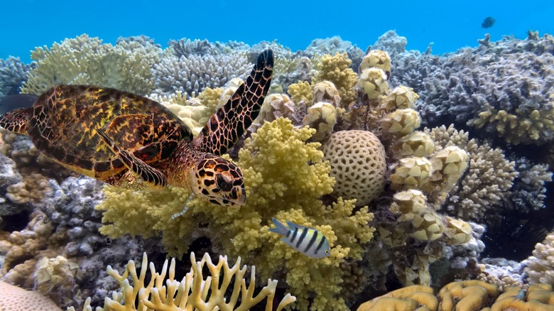Green sea turtle fish coral