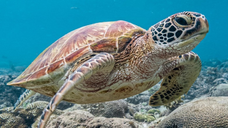 Green sea turtle (Chelonia mydas)