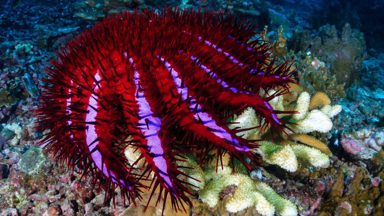 Crown-of-thorns starfish (Acanthaster planci)