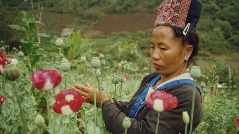 Hmong tribeswoman picking opium poppies