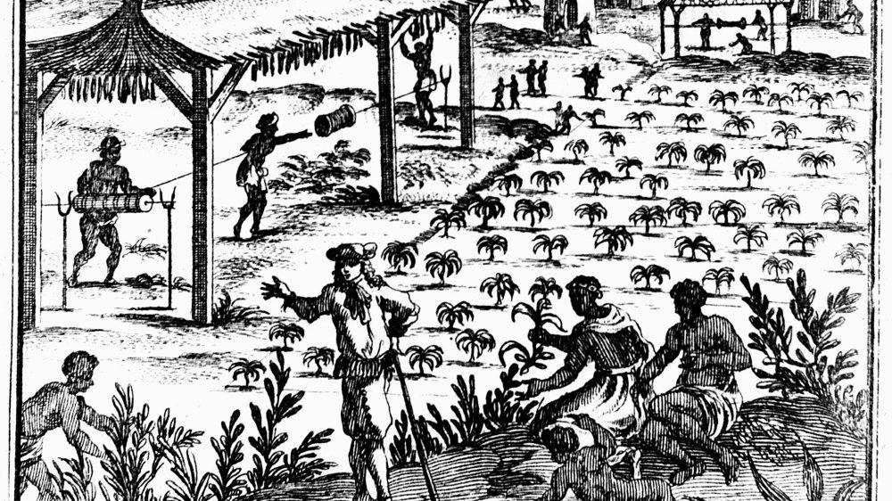 Slave Labor in the West Indies