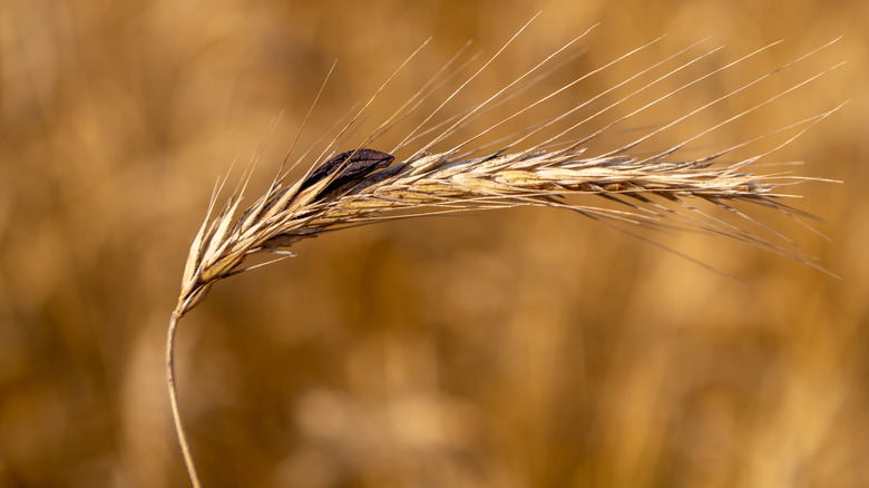 ergot fungus rye grain