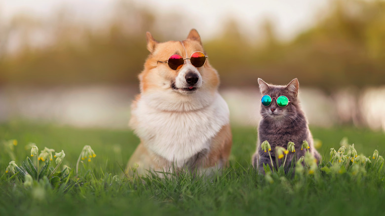 cat and dog with sunglasses on