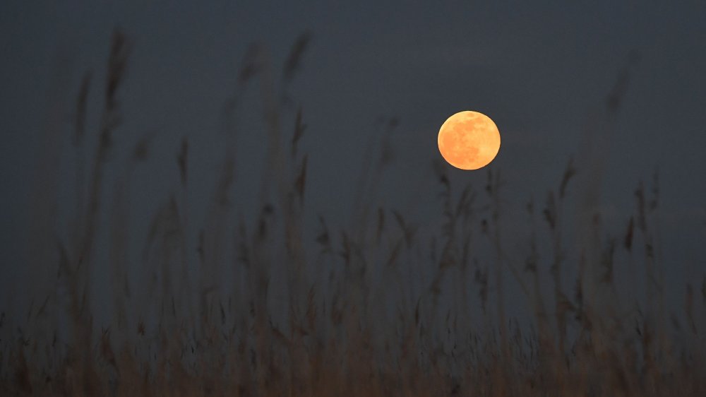 moon moon