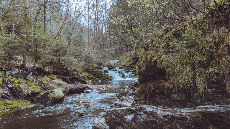 river through a Forest