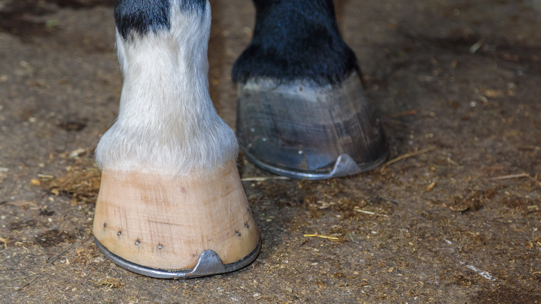 Horse hooves