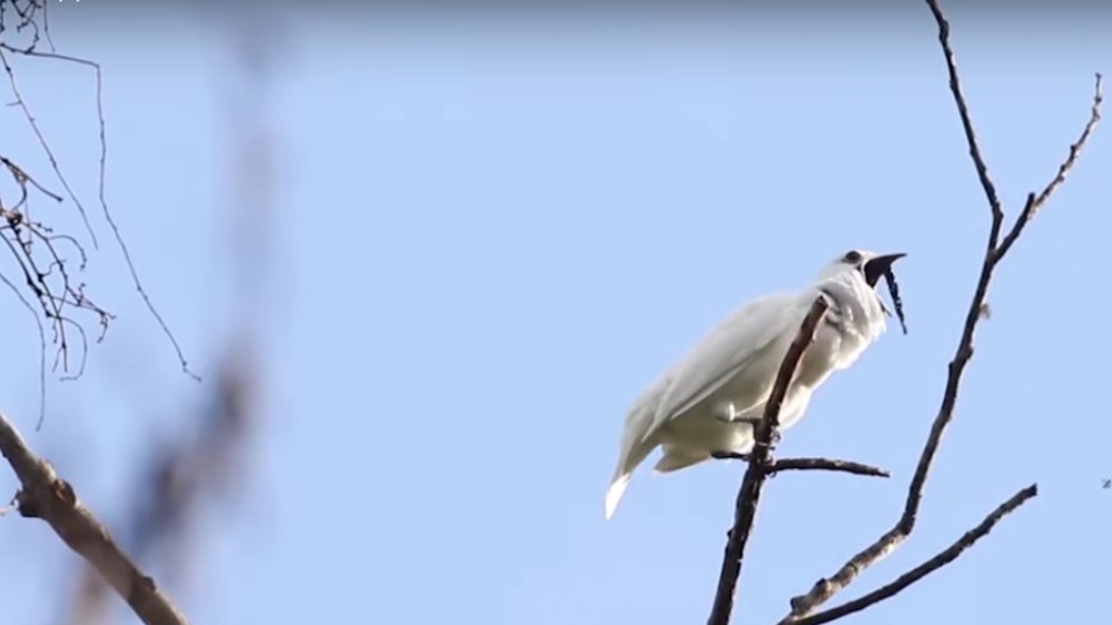 Male White Bellbird