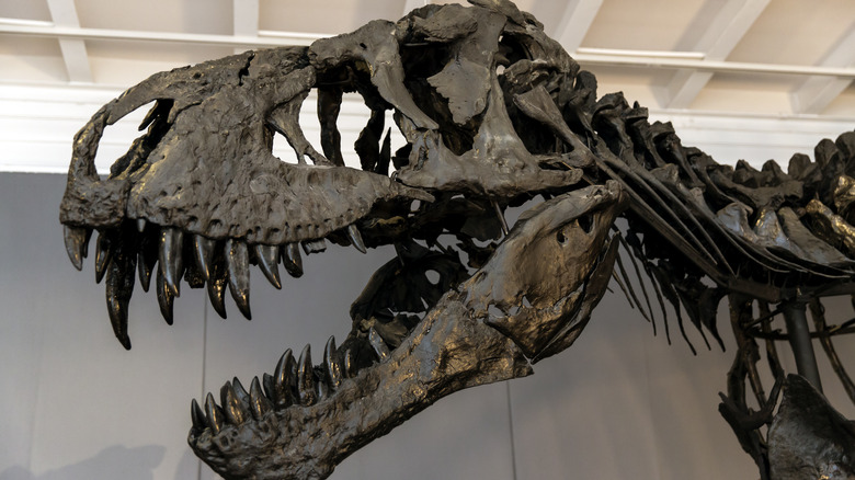 tyrannosaurus rex skeleton in museum