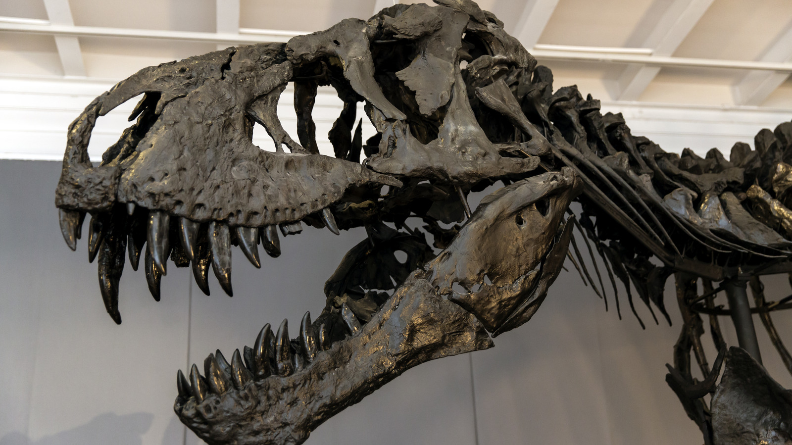 T. Rex Wasn't All Brawn. It Had a Brain Comparable to a Primate
