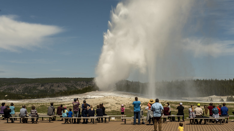 Old Faithful erupts