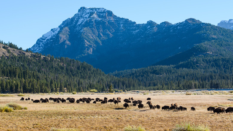 Yellowstone National Park