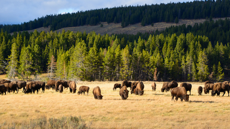 Bison in Yellowstone