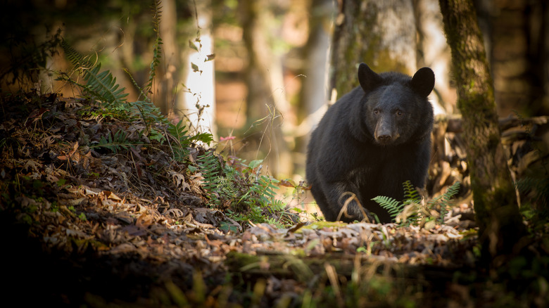 bear foraging in the forest