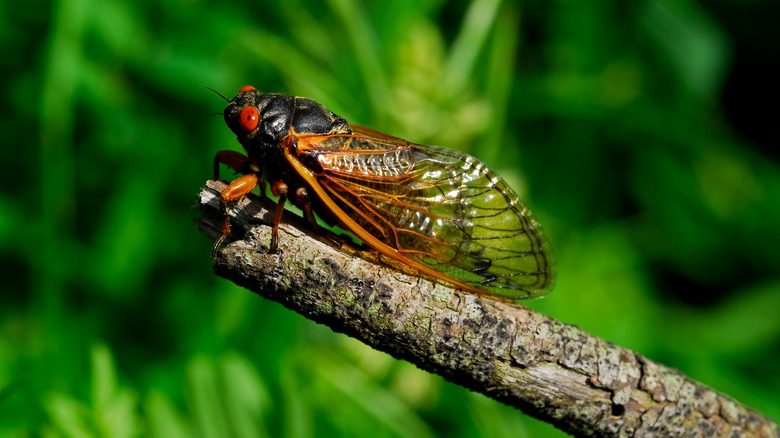 cicada on a branch