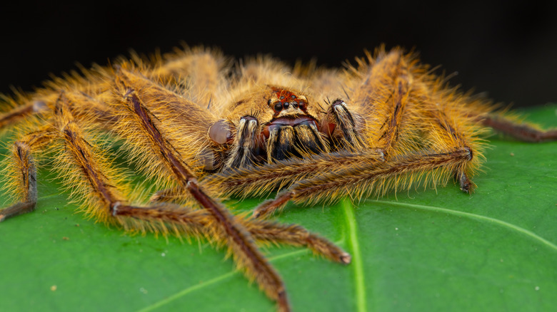 Heteropoda davidbowie