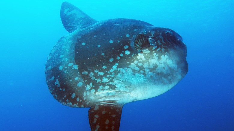 Giant sunfish in the ocean