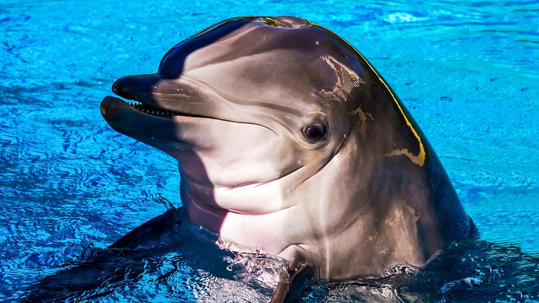 A dolphin emerging from the water