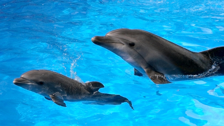 A dolphin calf and mature dolphin